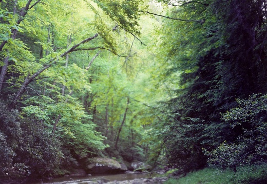 Downstream of Dog Fork